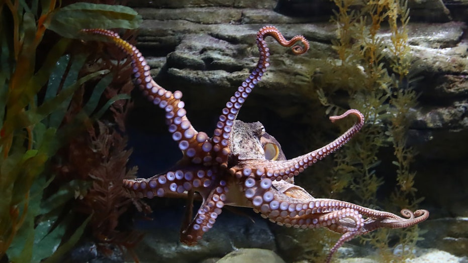 karlson octopus attack