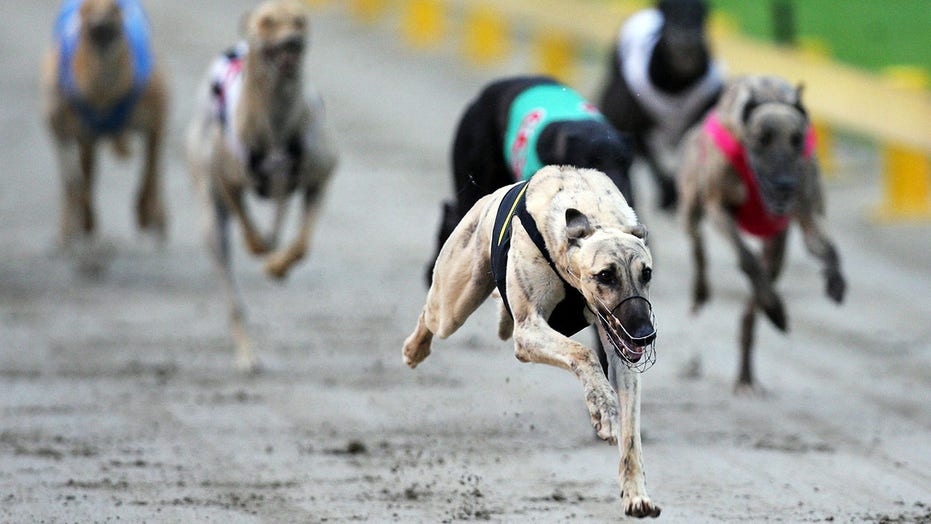 New Zealand dog trainer suspended after winning greyhound tests positive for meth