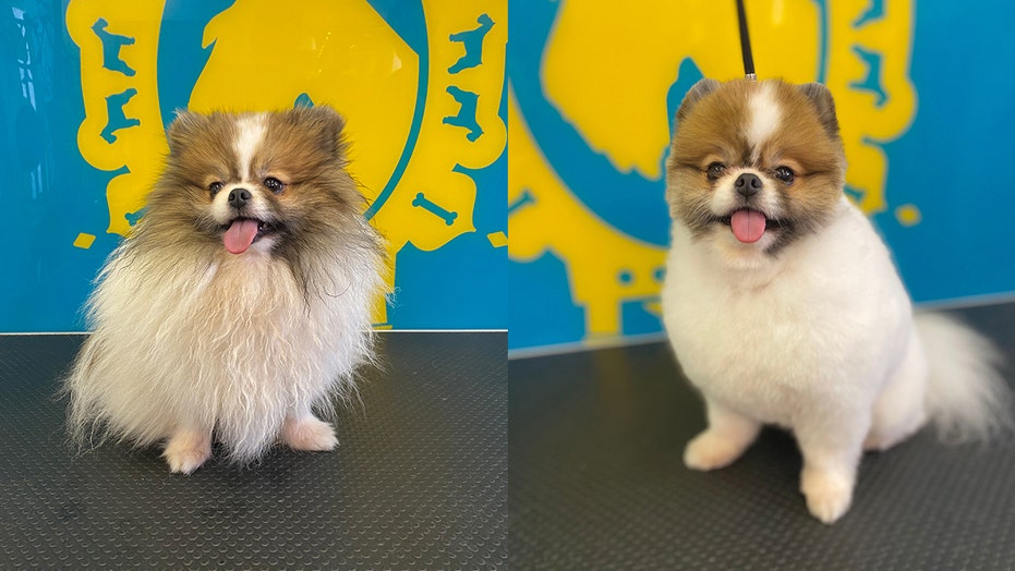 Adorable dogs finally get haircuts as businesses reopen in England
