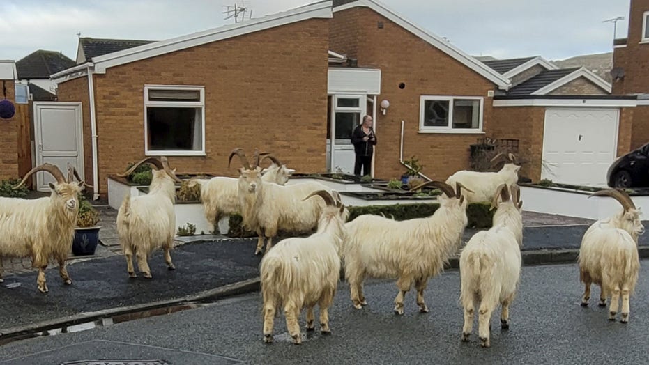North Wales town taken over by large herd of goats