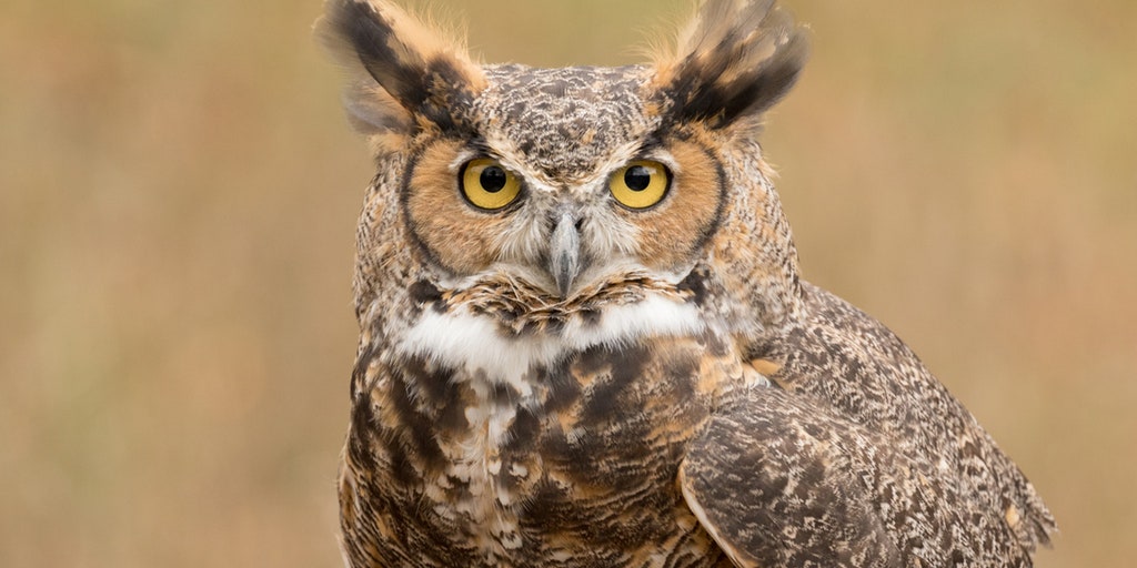 What owls tell us about wisdom — and why these birds are 'invaluable symbols of the natural world' - Vimarsana News