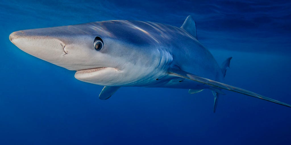 Florida Authorities Respond To 2 Shark Attacks On Same Day Fox News Florida Authorities Respond To 2 Shark Attacks On Same Day Fox News