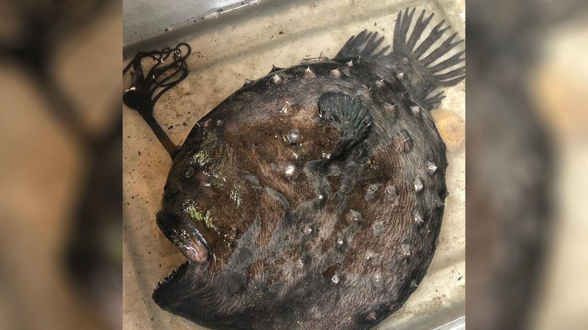Rare fish that lives thousands of feet under the ocean washes ashore in  California state park