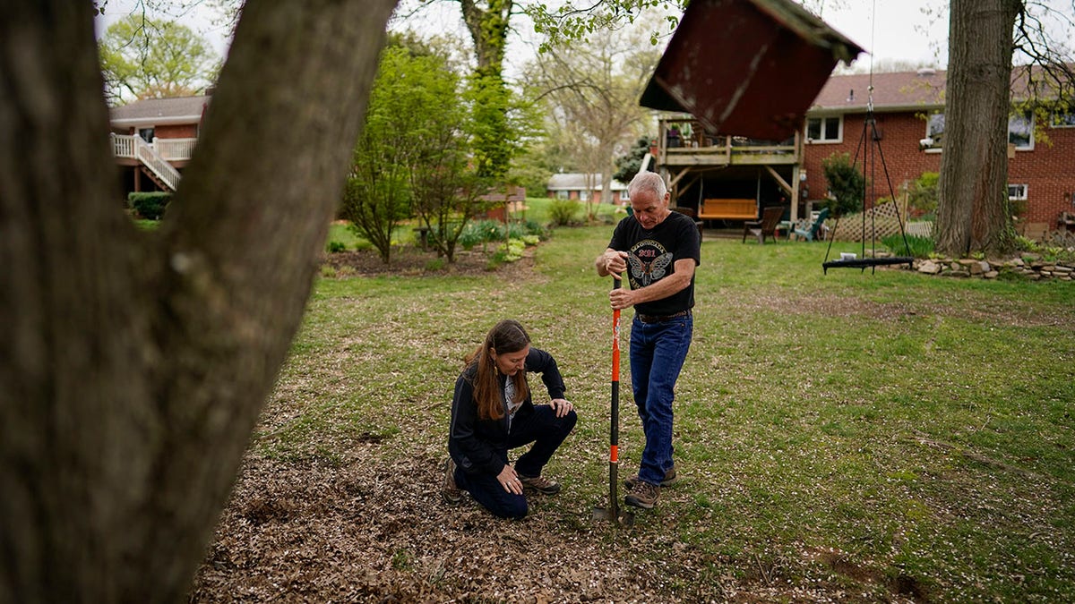 University of Maryland entomologists Michael Raupp and Paula Shrewsbury turn a shovel of dirt to pick out cicada nymphs in a suburban backyard in Columbia, Md., Tuesday, April 13, 2021. The cicadas will mostly come out at dusk to try to avoid everything that wants to eat them, squiggling out of holes in the ground. They’ll try to climb up trees or anything vertical. (AP Photo/Carolyn Kaster)