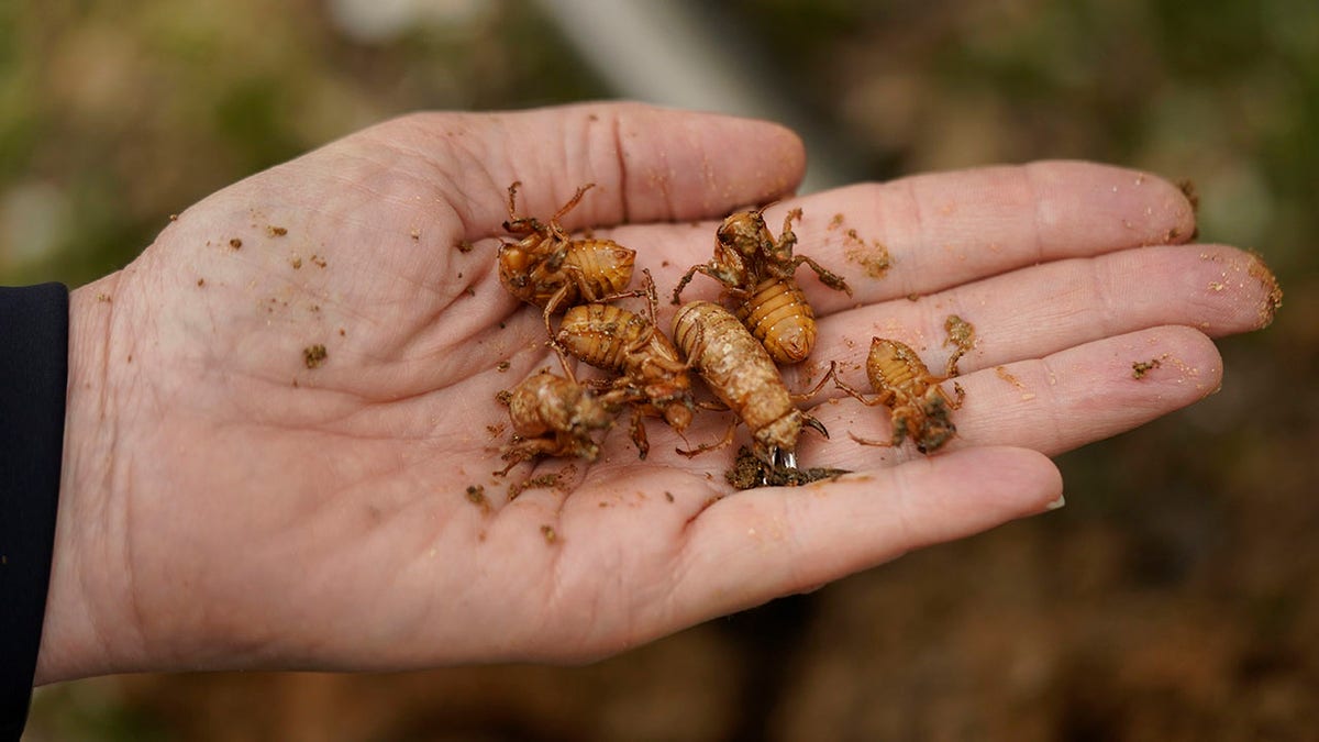 University of Maryland entomologist Paula Shrewsbury displays a handful of cicada nymphs found in a shovel of dirt in a suburban backyard in Columbia, Md., Tuesday, April 13, 2021. This is not an invasion. The cicadas have been here the entire time, quietly feeding off tree roots underground, not asleep, just moving slowly waiting for their body clocks tell them it is time to come out and breed. They’ve been in America for millions of years, far longer than people. (AP Photo/Carolyn Kaster)
