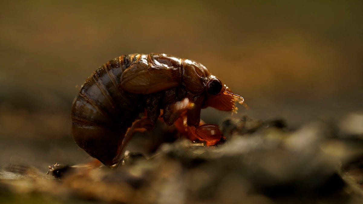 A cicada nymph sits on the ground, Sunday, May 2, 2021, in Frederick, Md. (AP Photo/Carolyn Kaster)