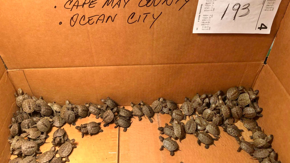 This photo, provided by Stockton University, shows some of the hundreds of diamondback terrapin hatchlings rescued from storm drains by volunteers in Ocean City, NJ. (Lester Block/Stockton University via AP)