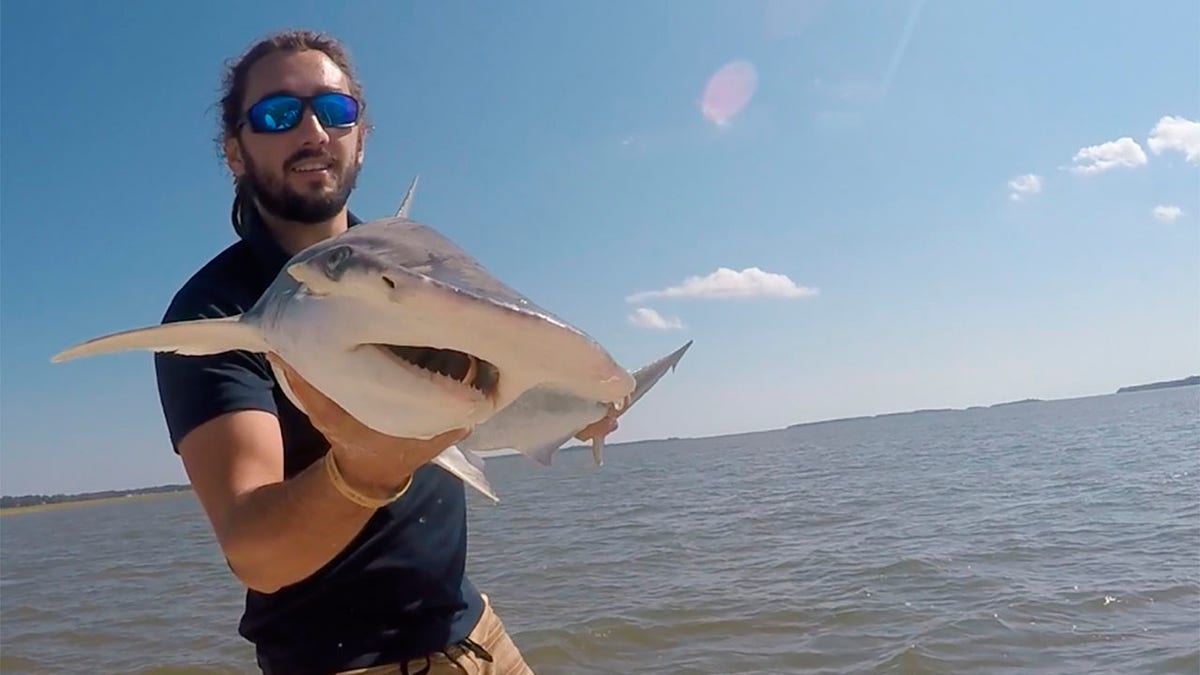 In this Sept. 2015 photo taken by Colby Griffiths on the North Edisto River in South Carolina, scientist Bryan Keller holds a bonnethead shark. Keller is among a group of scientists that found sharks use the Earth’s magnetic field as a sort of natural GPS when they navigate journeys that take them thousands of miles across the world’s oceans. (Photo courtesy Bryan Keller via AP)