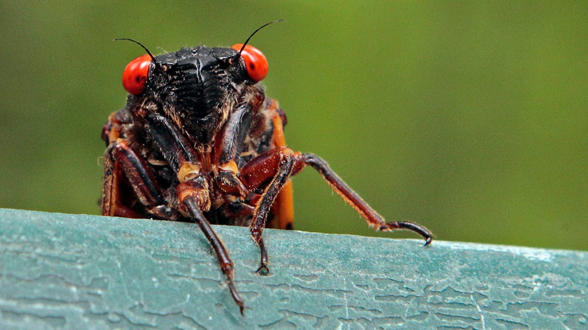 FILE - A cicada peers over a ledge in Chapel Hill, N.C., on May 11, 2011. (AP Photo/Gerry Broome, File)
