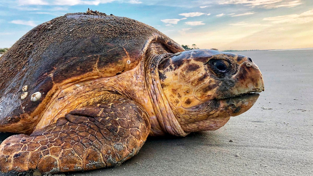 FILE - In this July 5, 2019, file photo provided by the Georgia Department of Natural Resources, a loggerhead sea turtle returns to the ocean after nesting on Ossabaw Island, Ga. A federal judge ordered an injunction Thursday, May 20, 2021, stopping the scheduled dredging of a Georgia shipping channel because of threats to nesting sea turtles. The Army Corps of Engineers wants to scrap a policy that for 30 years has protected rare sea turtles from being mangled and killed by dredged used to suck sediments from harbors in four Southern states. (Georgia Department of Natural Resources via AP, File)