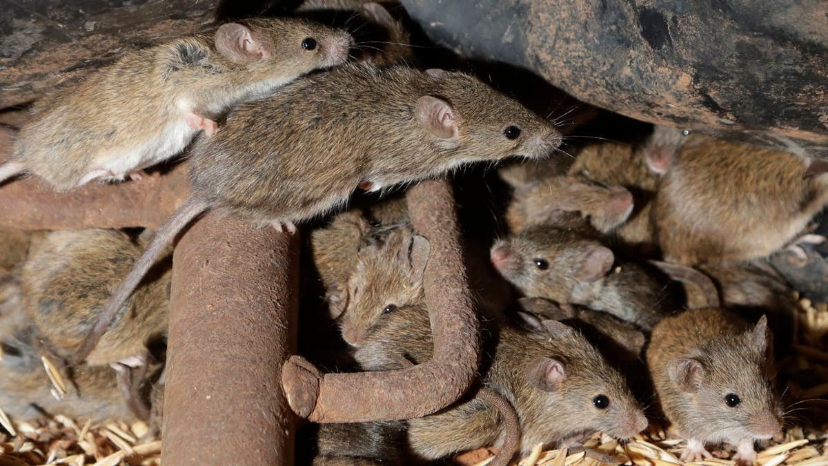 Mice scurry around stored grain on a farm near Tottenham, Australia on May 19, 2021.