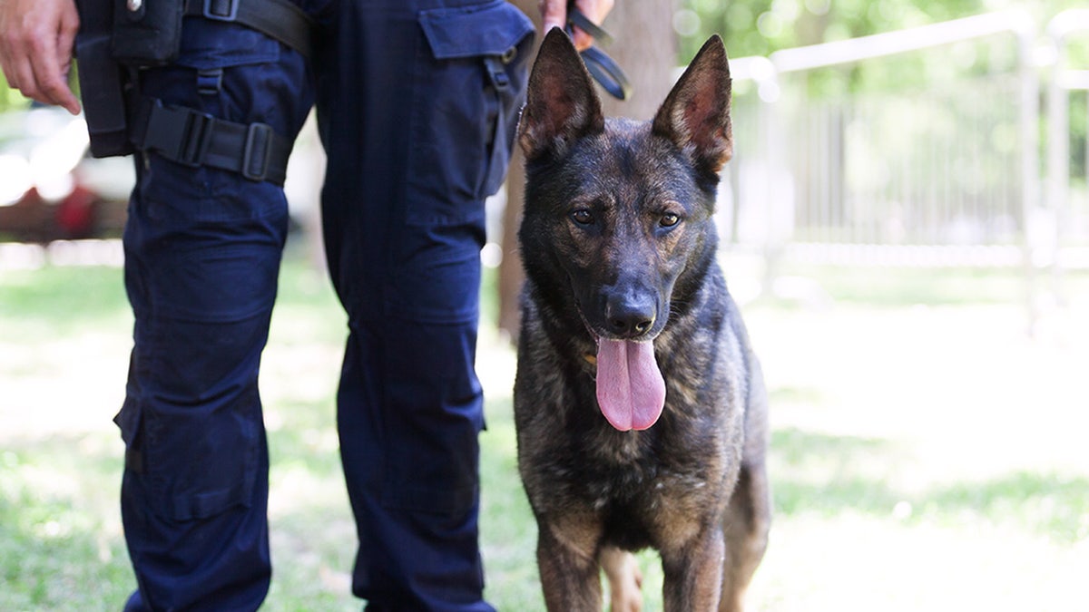 Belgian shepherd police dog stands next to a police officer