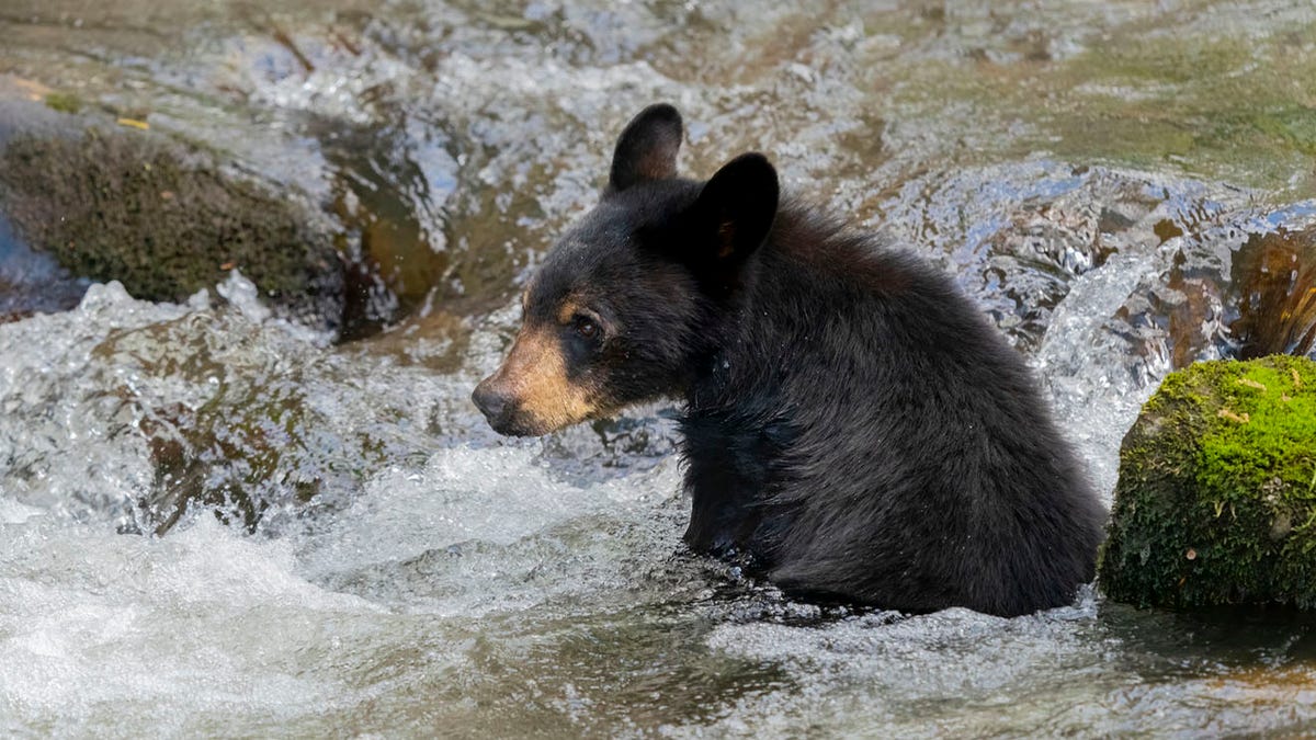 A group of seven black bears recently crashed a high school group’s pool party in Gatlinburg, Tennessee. (iStock)