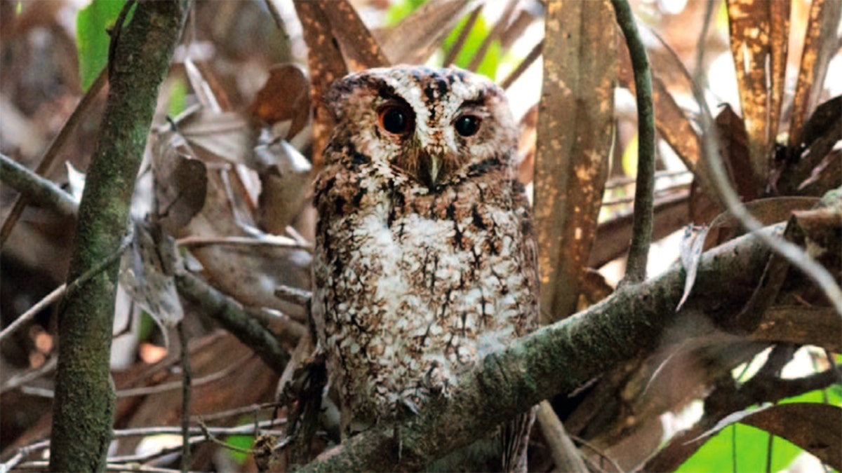 Smithsonian ecologist Andy Boyce reported the rediscovery and photographed the elusive Bornean subspecies of the Rajah scops owl, <i>Otus brookii brookii</i>, in the mountainous forests of Mount Kinabalu in Sabah, Malaysia. (Courtesy Andy Boyce / Smithsonian Magazine)