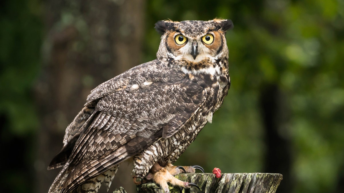 owl in tree