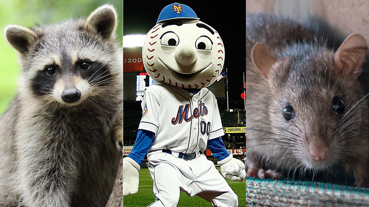 Raccoon or rat? Maybe Mr. Met knows.