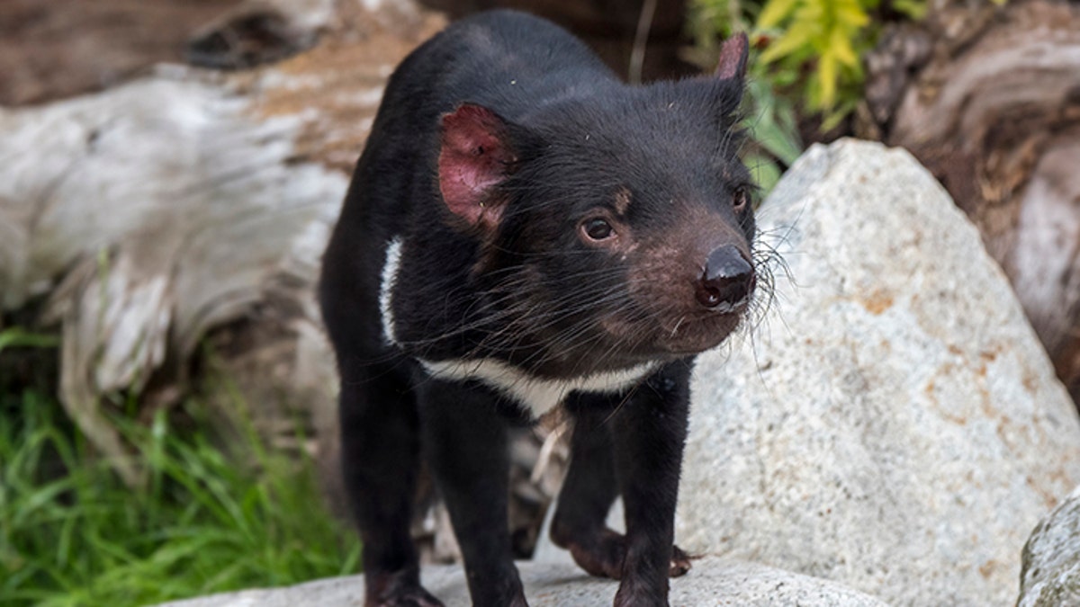 Tasmanian devil (Sarcophilus harrisii), largest carnivorous marsupial native to Australia. (Photo by: Arterra/Universal Images Group via Getty Images)