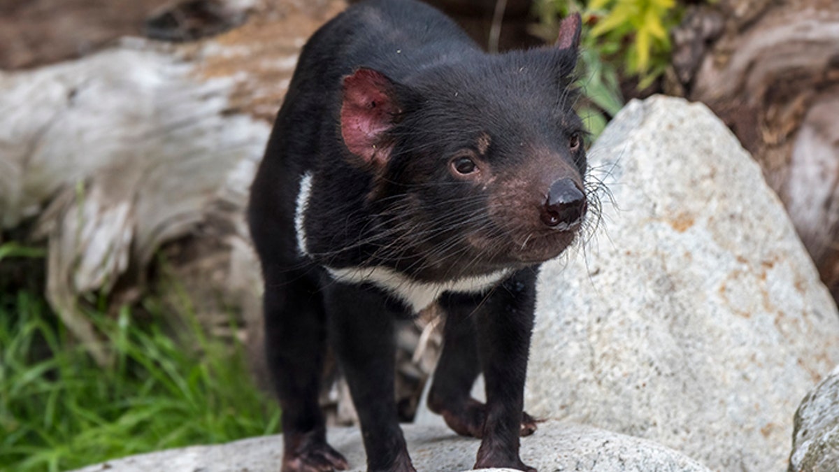 Tasmanian devil (Sarcophilus harrisii), largest carnivorous marsupial native to Australia. (Photo by: Arterra/Universal Images Group via Getty Images)