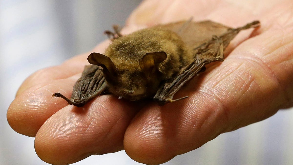 FILE — In this Feb. 8, 2017 file photo, a northern long-eared bat is held at the Cleveland Museum of Natural History, in Cleveland.