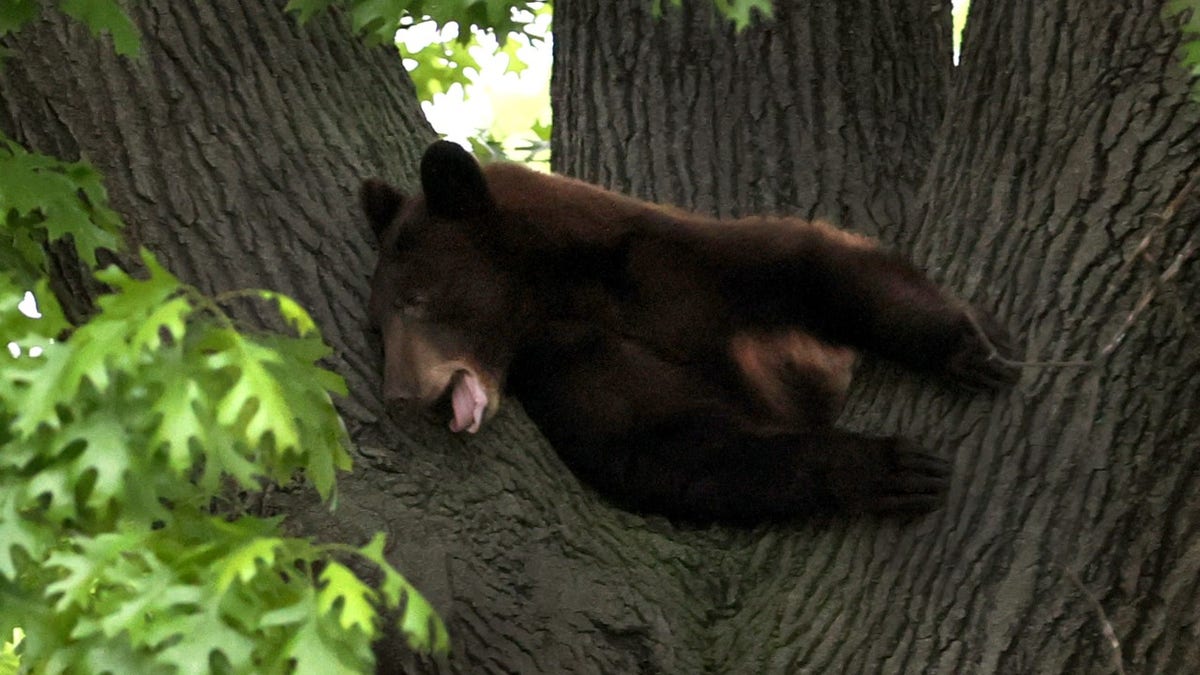 bear in St. Louis family home tree