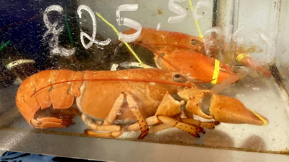 Leicester orange lobsters