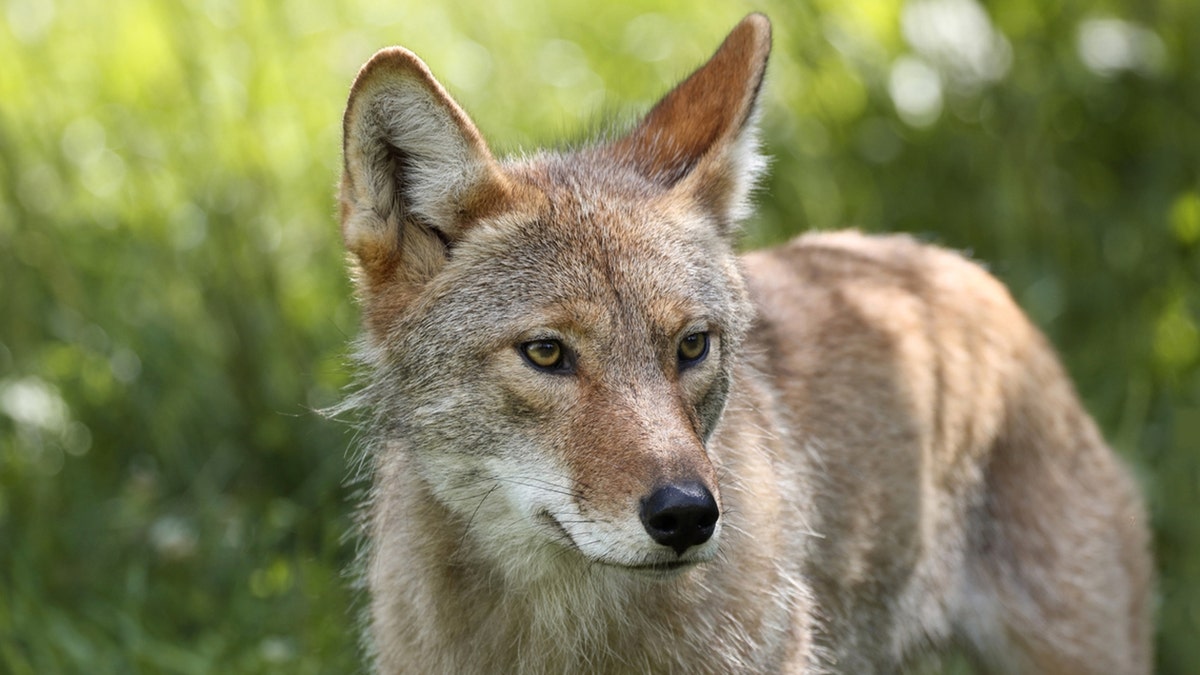 Residents of Arlington have reported numerous coyote sightings in their neighborhood recently.