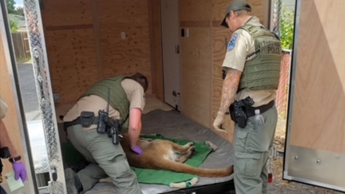 Cougars, also known as pumas or mountain lions, can grow up to 180 pounds and 8 feet long, according to Washington wildlife officials. (Ephrata Police)