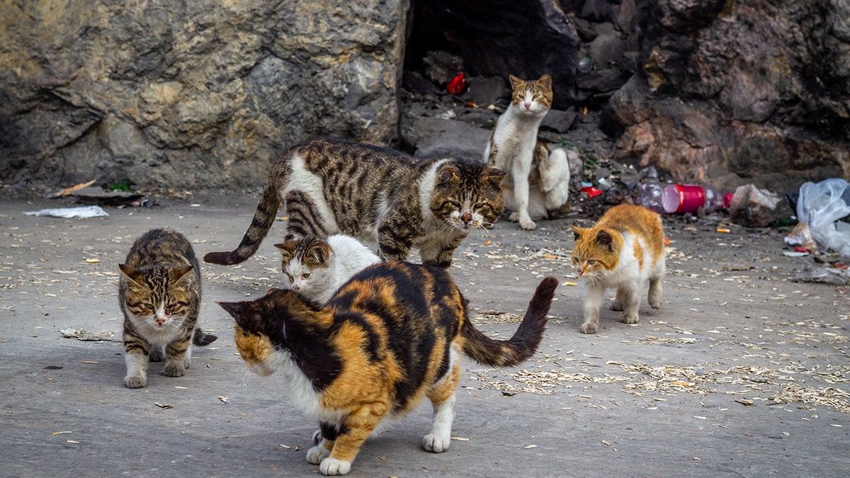 precious kittens street cats sweet babies