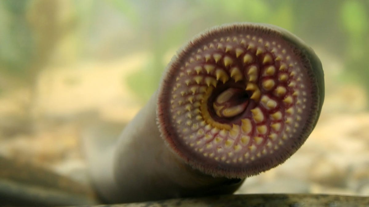 Mouth of a sea lamprey