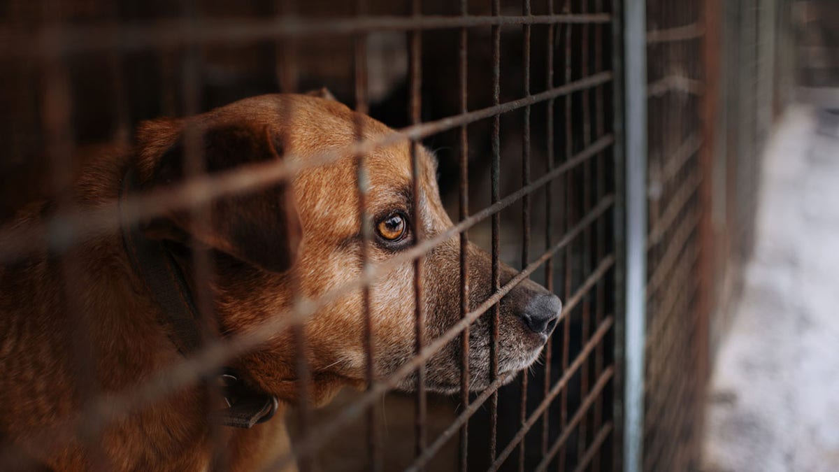 sad dog posing behind bars in an animal shelter