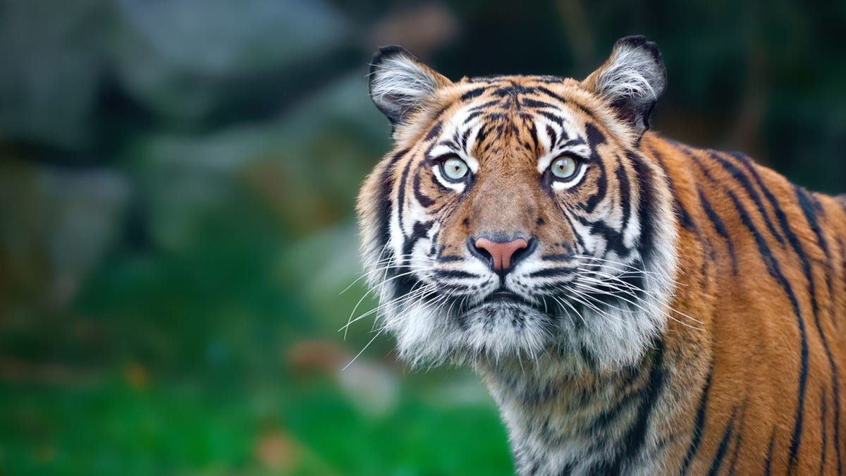 Tiger staring at camera