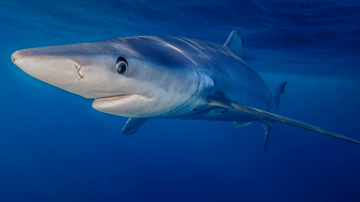 Blue Shark