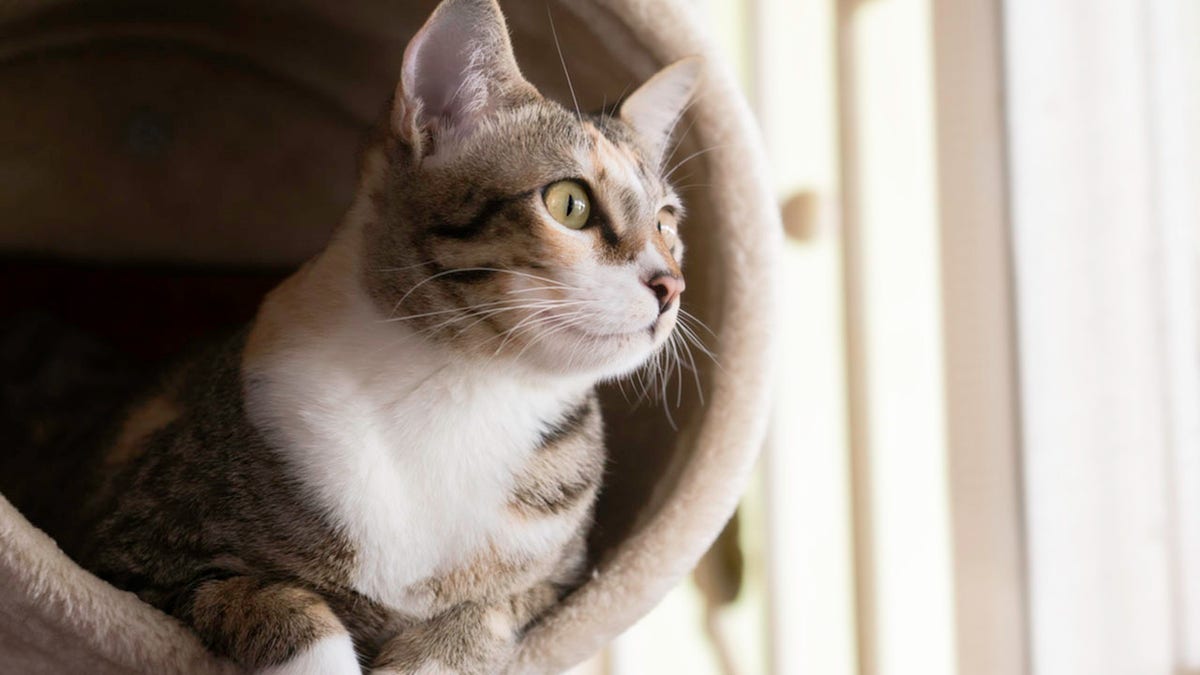 Closeup shorthair cat sitting on cat tree or condo