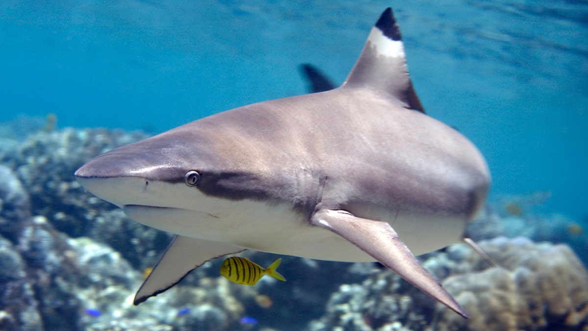 Bloodthirsty Polynesian shark tears off female tourist's hands and