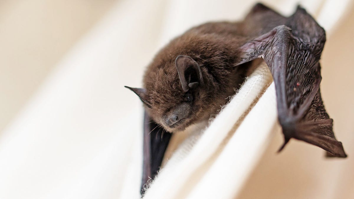 common pipistrelle (Pipistrellus pipistrellus) a small bat