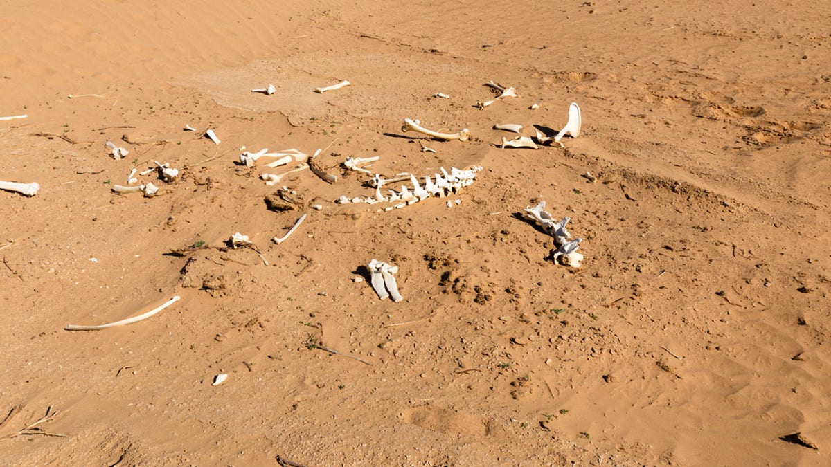 bones of an animal in the desert