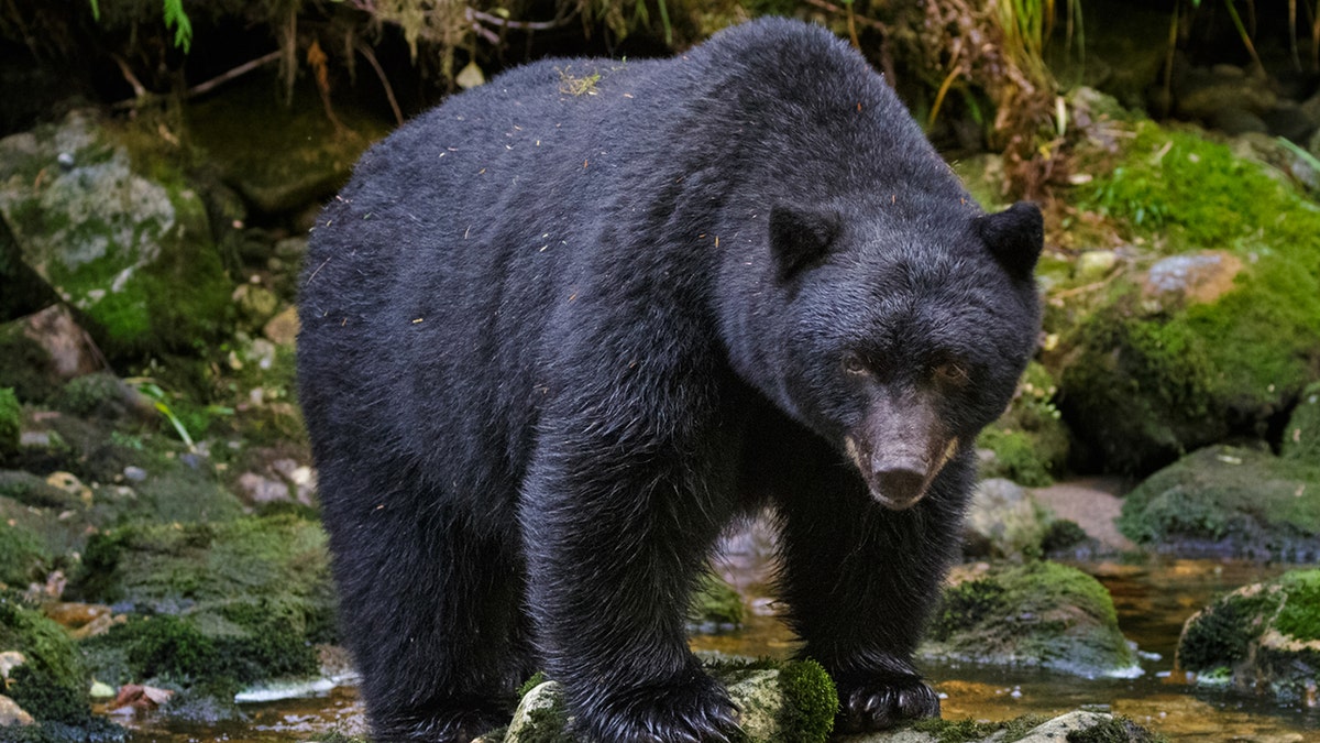 American black bear