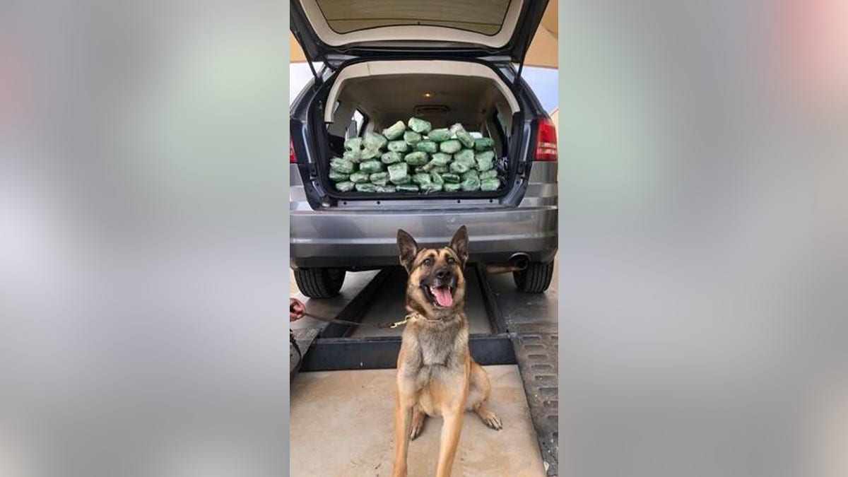 The nose always knows! A Border Patrol K-9 detection team found 67lbs of meth inside of a vehicle at an immigration checkpoint on Saturday morning.