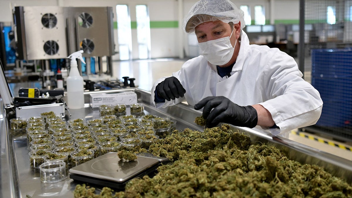 Jim Castetter, Chief Sales Officer of Empire Standard, a hemp extract processing and distribution plant, weighs hemp flowers on a scale on April 13, 2021