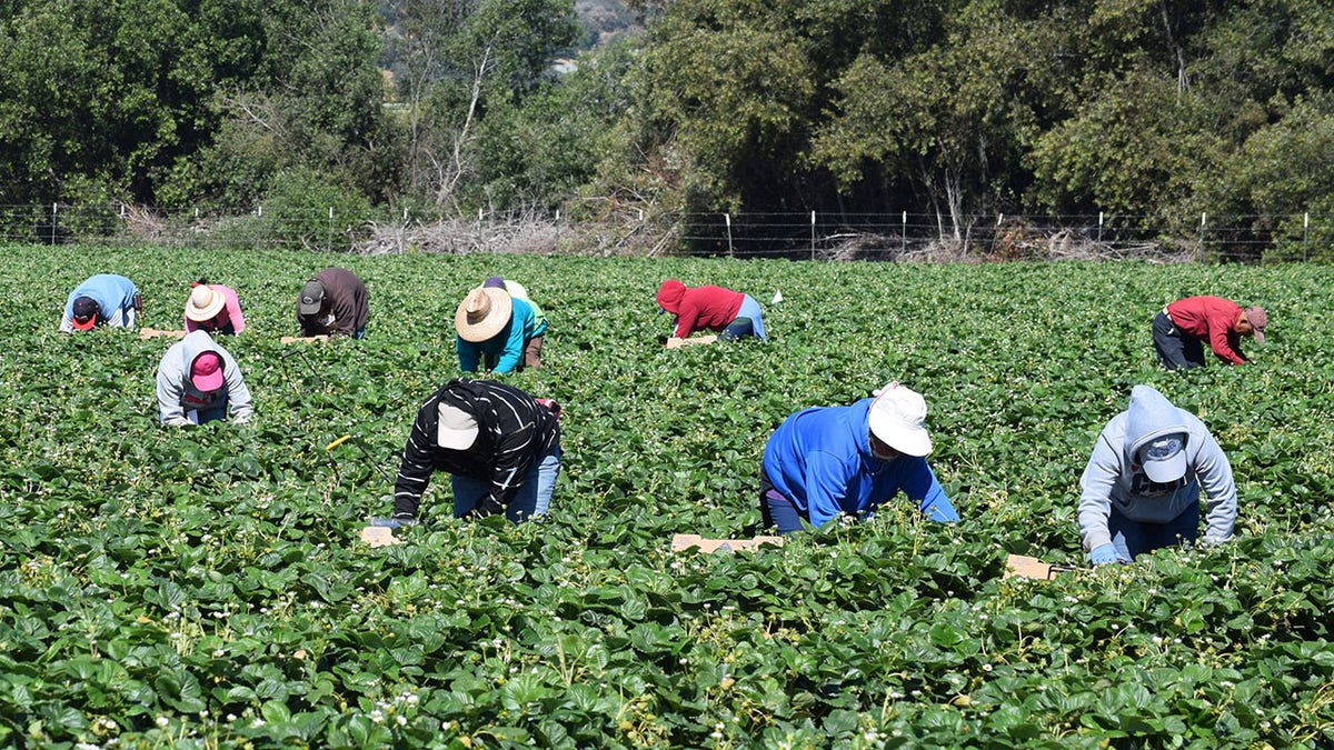 Marty Walsh Joe Biden Labor Department migrant workers agriculture