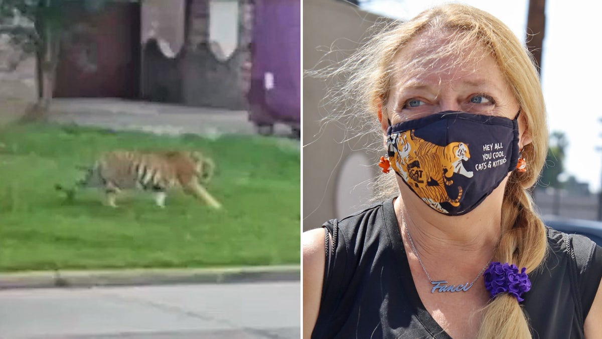 Carole Baskin is offering $5,000 for information leading to the recovery of a missing tiger named 'India' in Houston, Texas, and is calling on the public to be on the lookout.