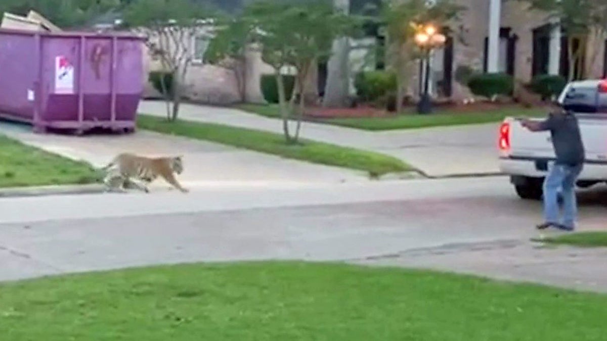 Tiger roams Texas neighborhood