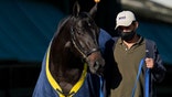 Kentucky Derby winner Medina Spirit is walked to be groomed after a morning exercise at Pimlico Race Course ahead of the Preakness Stakes horse race, Tuesday, May 11, 2021, in Baltimore. (AP Photo/Julio Cortez)