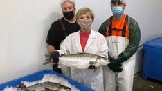 Genetically modified salmon head to US dinner plates