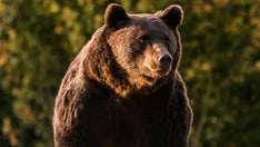 European prince killed largest bear in EU during hunting trip, environmentalists complain