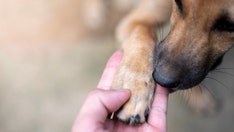 US Navy veteran reunited with stolen therapy dog: 'She's my best friend'