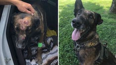 'Hero Dogs': Courageous canine survives two stabbings in the line of duty
