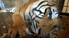 Houston tiger roaming neighborhood evokes memories of 400-pound tiger found living in NYC apartment