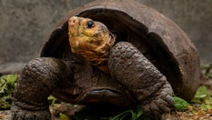 Giant tortoise thought to be extinct over a century ago found on Galapagos