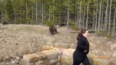 Yellowstone bear charges at woman who approached with phone, park launches investigation to find her